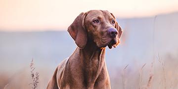 Tudo sobre a saúdo do seu cão